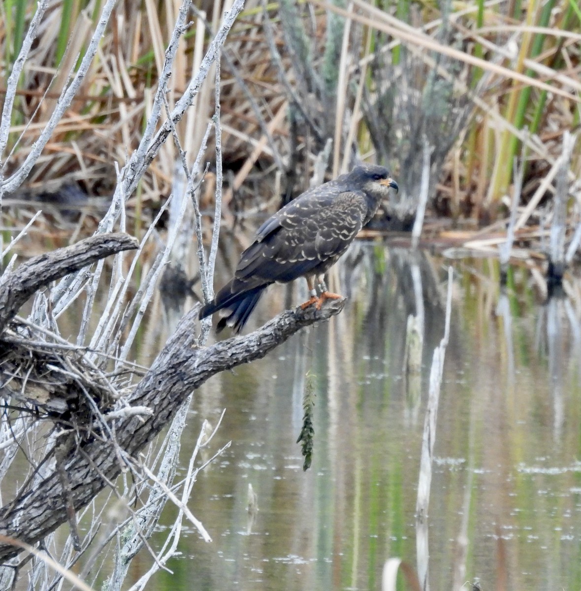 Snail Kite - ML646329726