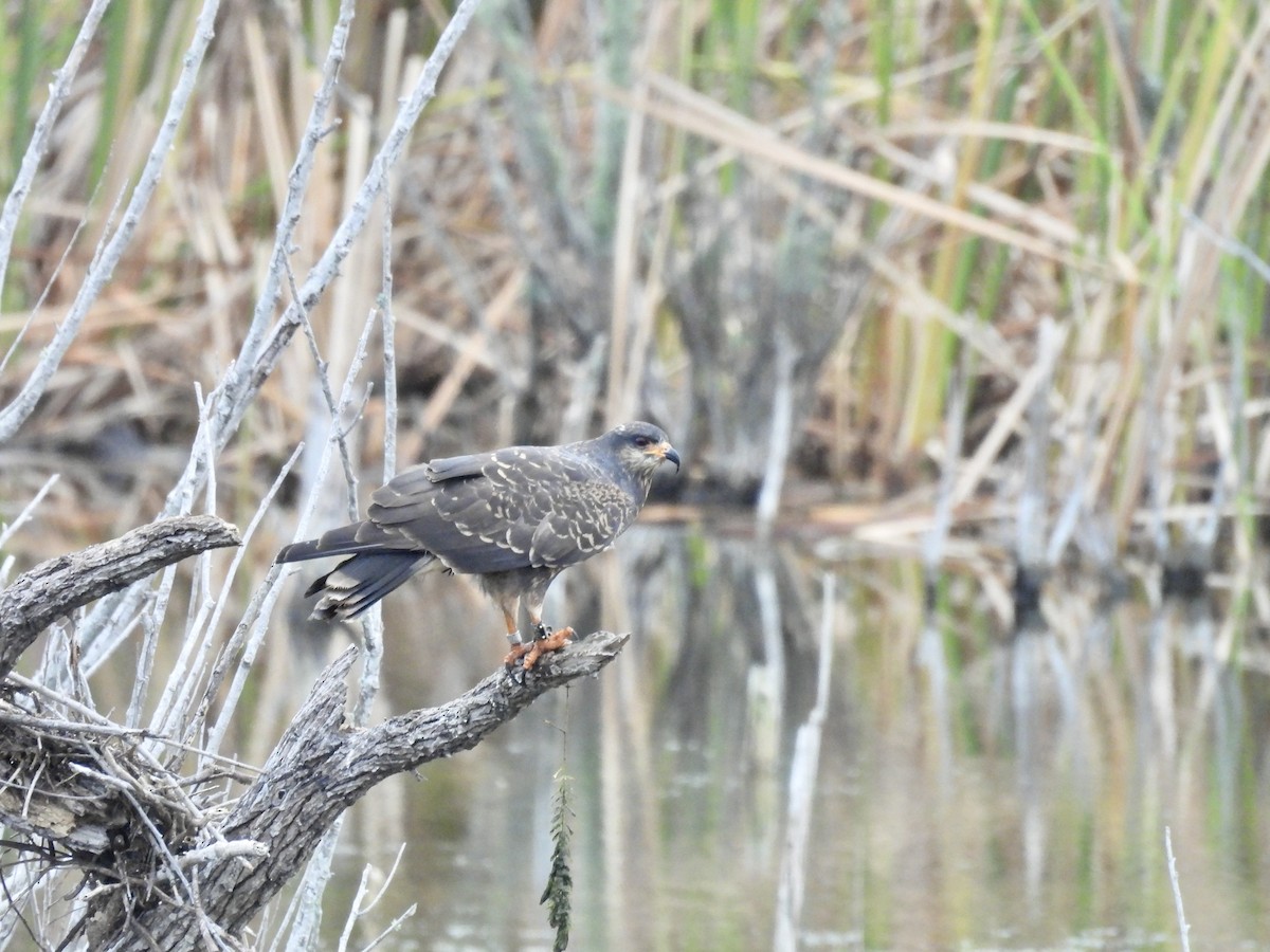 Snail Kite - ML646329727