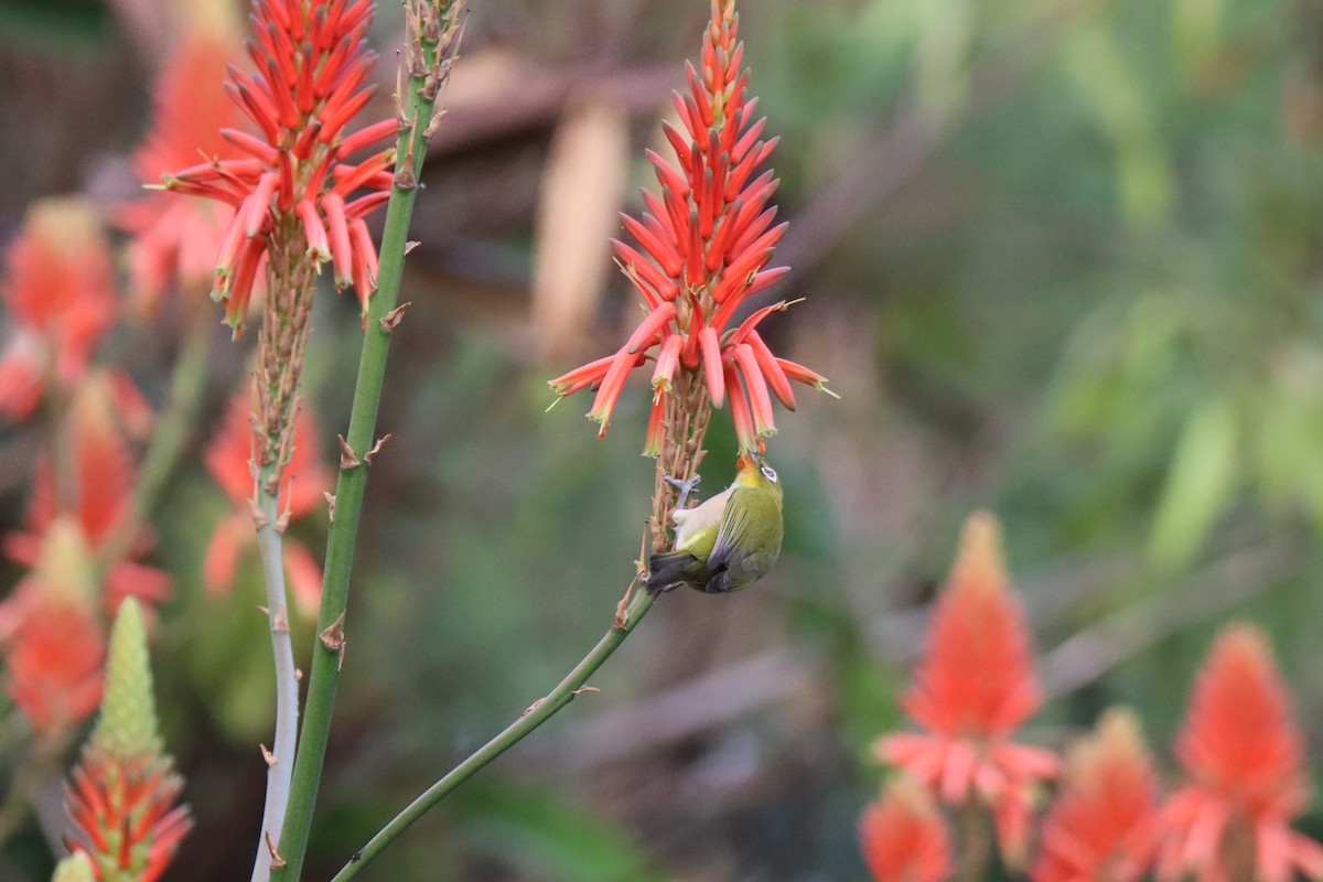 Окулярник японський - ML646329730