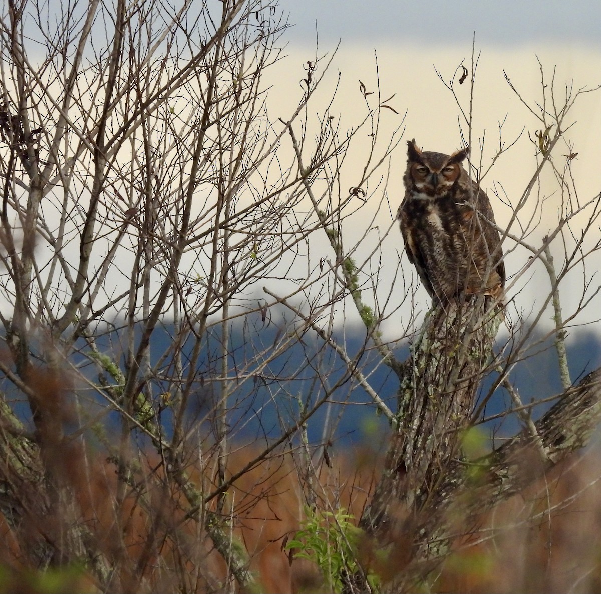 Great Horned Owl - ML646329731