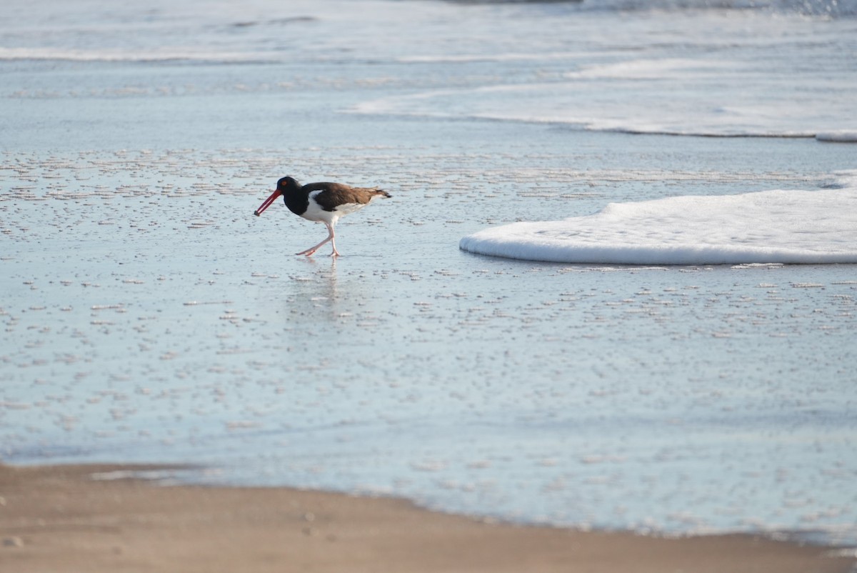 American Oystercatcher - ML646329733