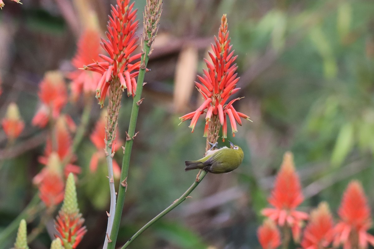Окулярник японський - ML646329735
