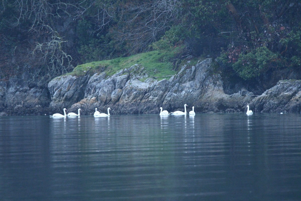 Лебідь-шипун - ML646329737