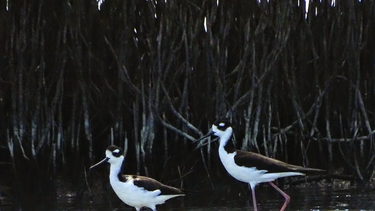 Black-necked Stilt - ML646329738