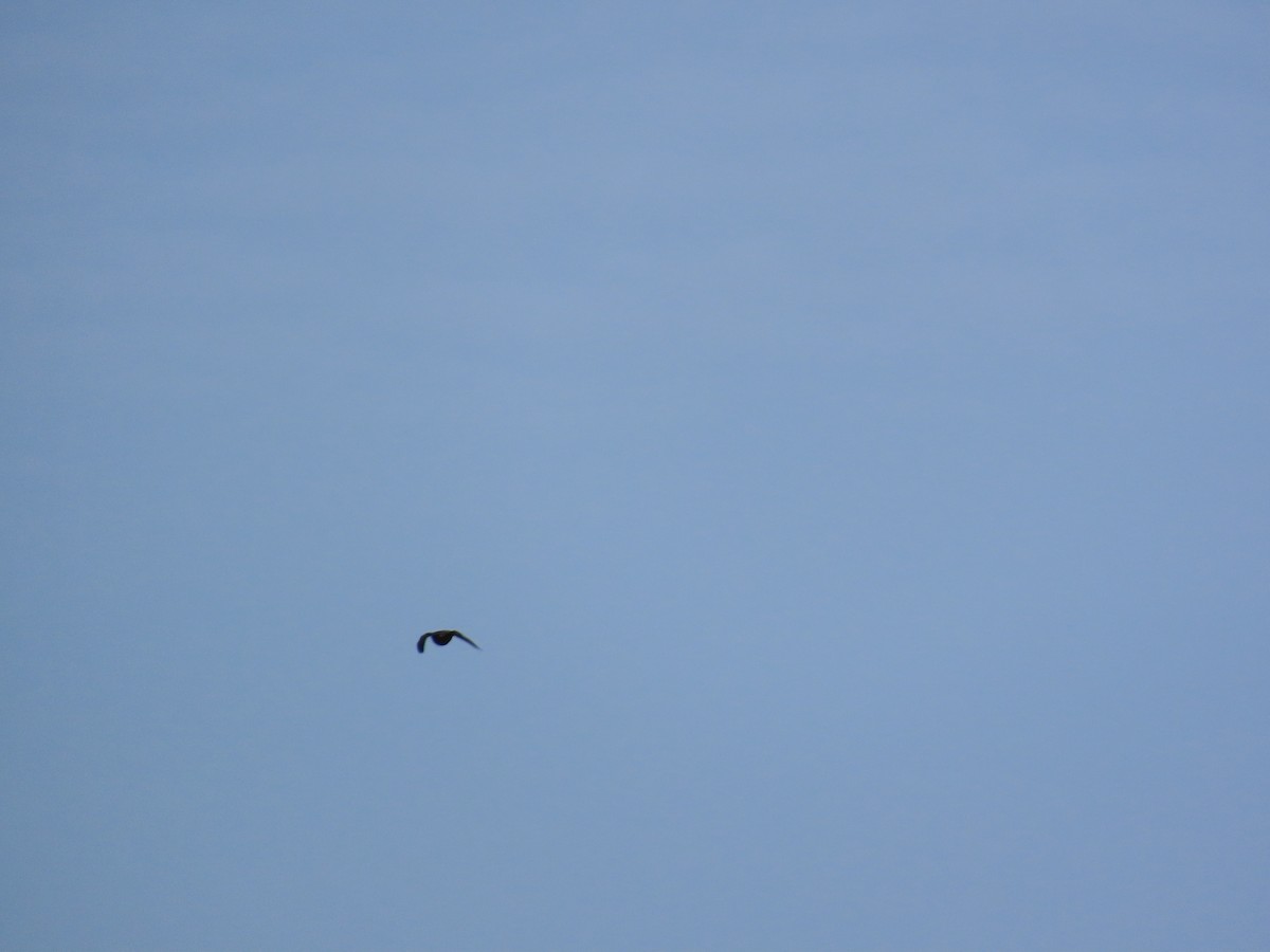 Boz Doğan - ML646329739