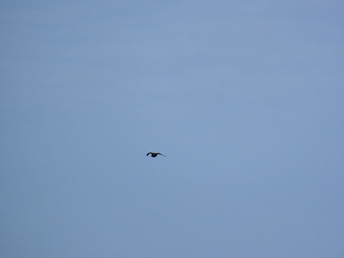 Boz Doğan - ML646329740