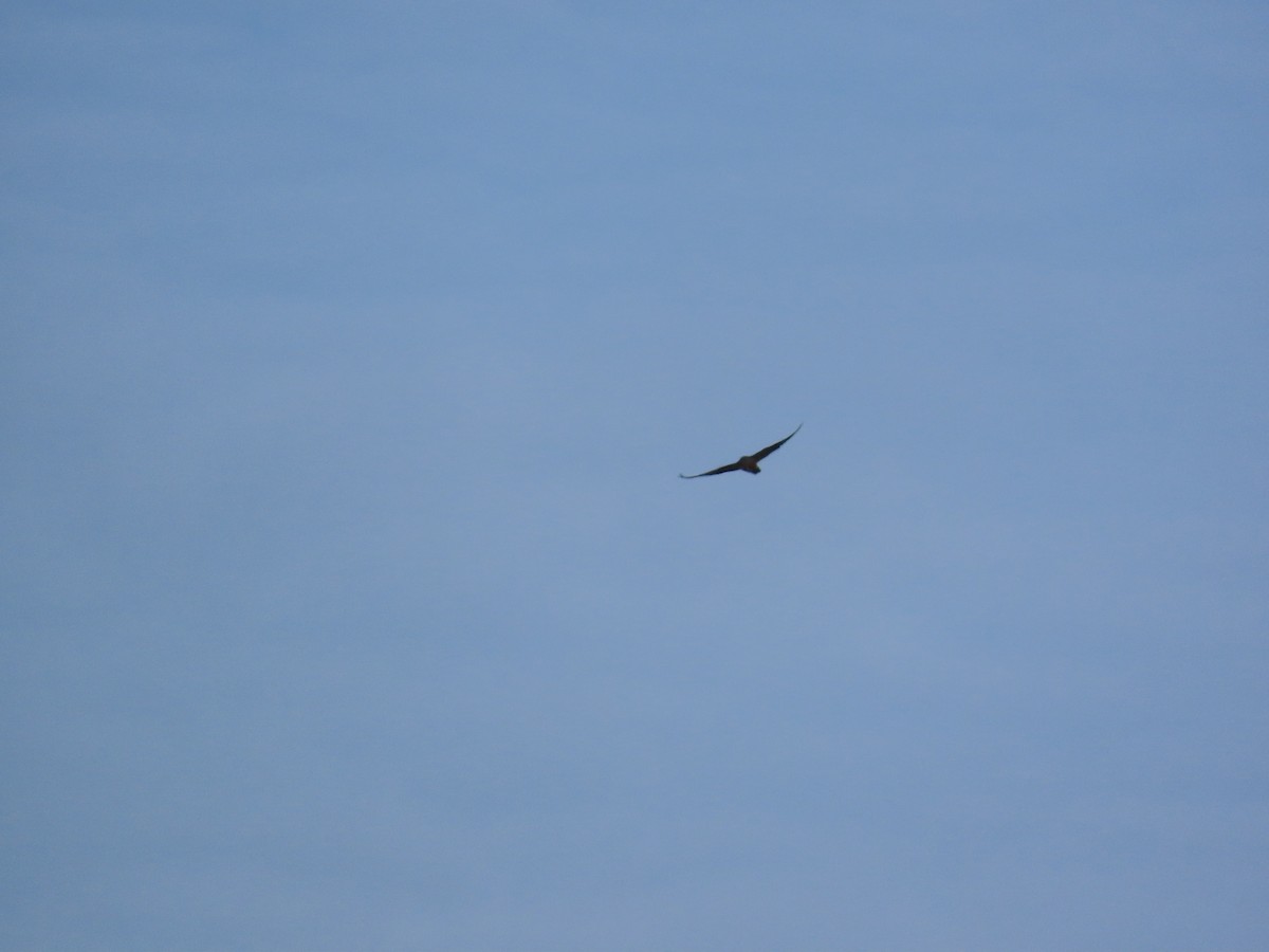 Boz Doğan - ML646329741