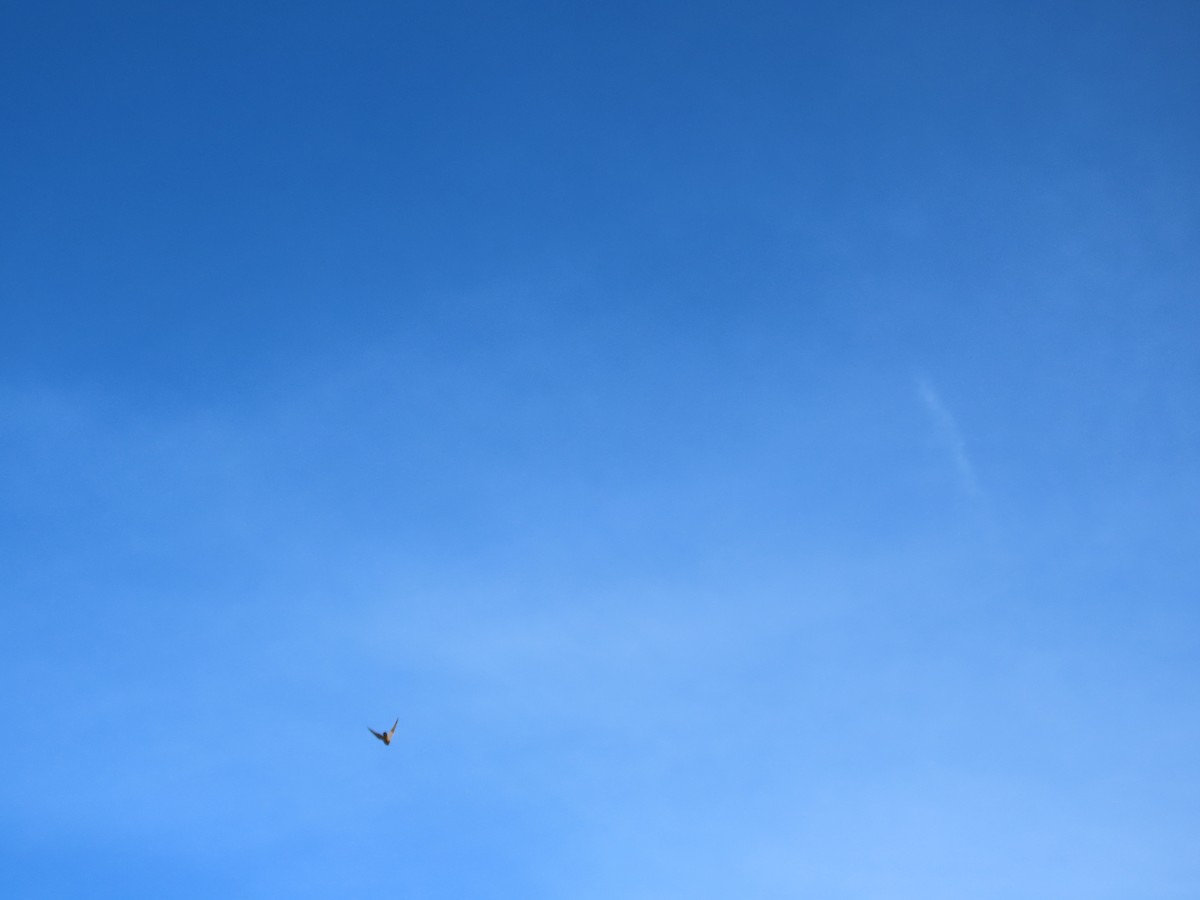 Boz Doğan - ML646329744