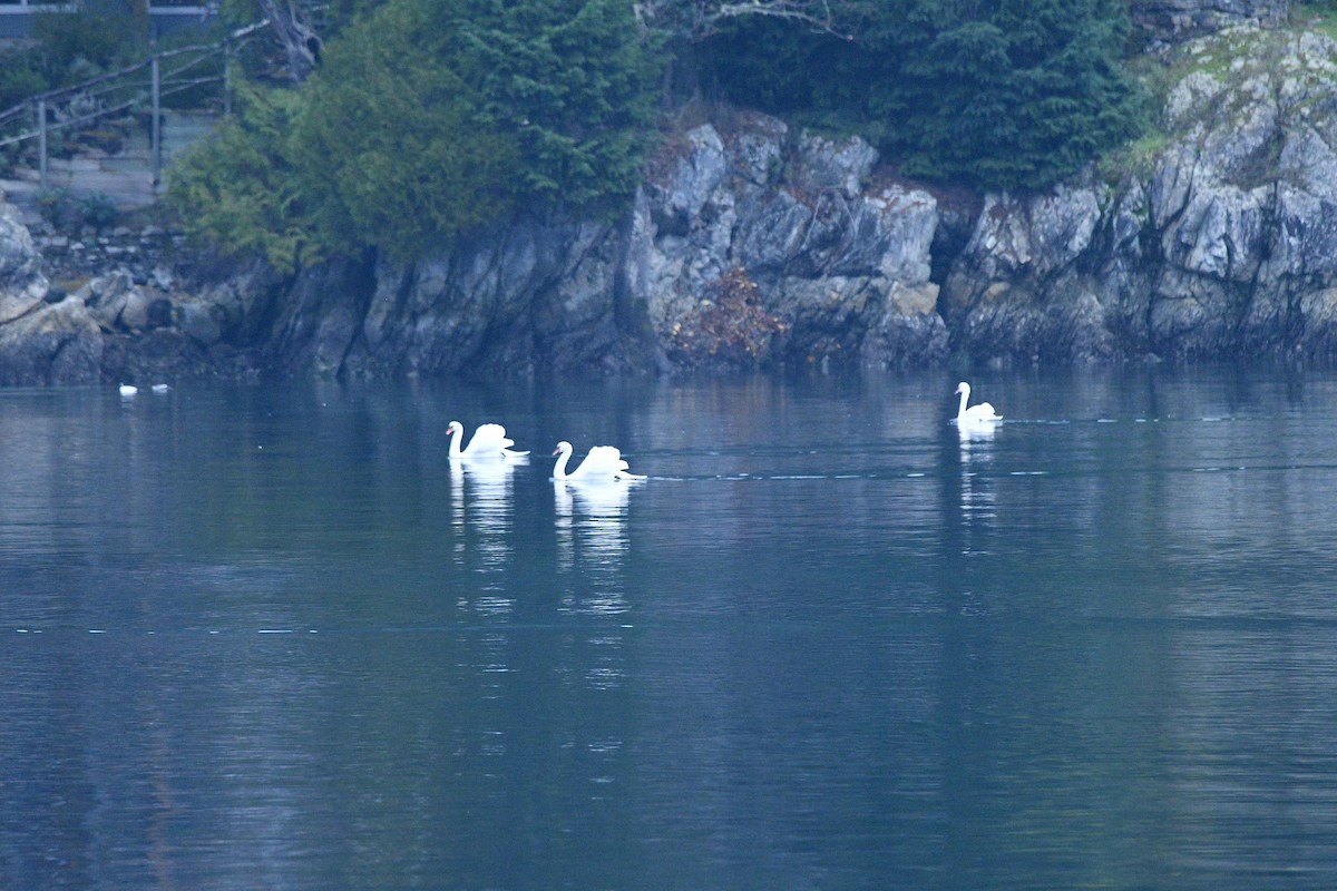 Лебідь-шипун - ML646329746