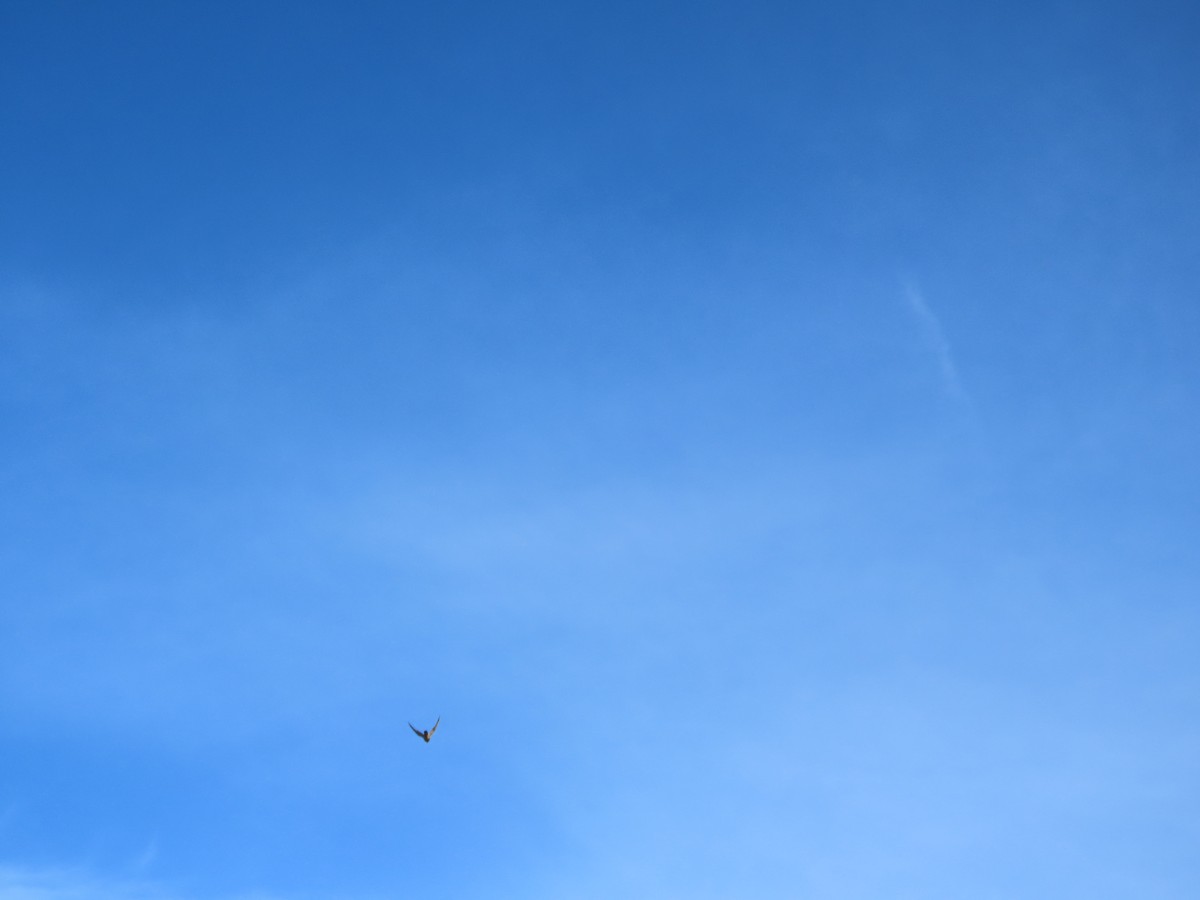 Boz Doğan - ML646329747