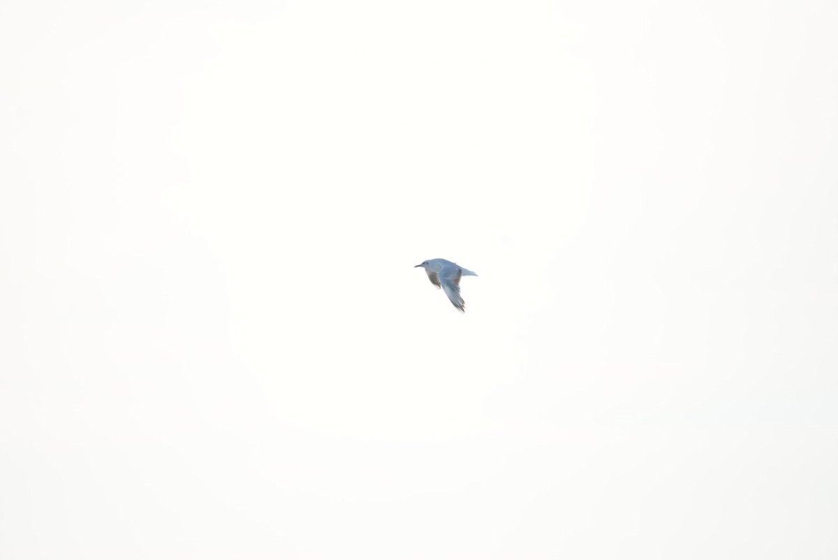 Brown-hooded Gull - ML646329753