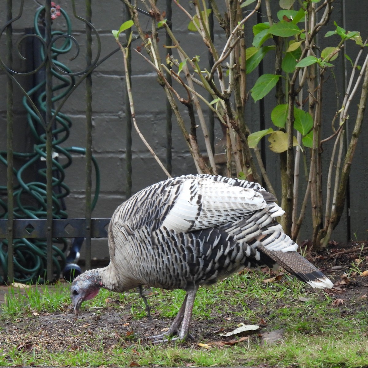 Wild Turkey - ML646329757