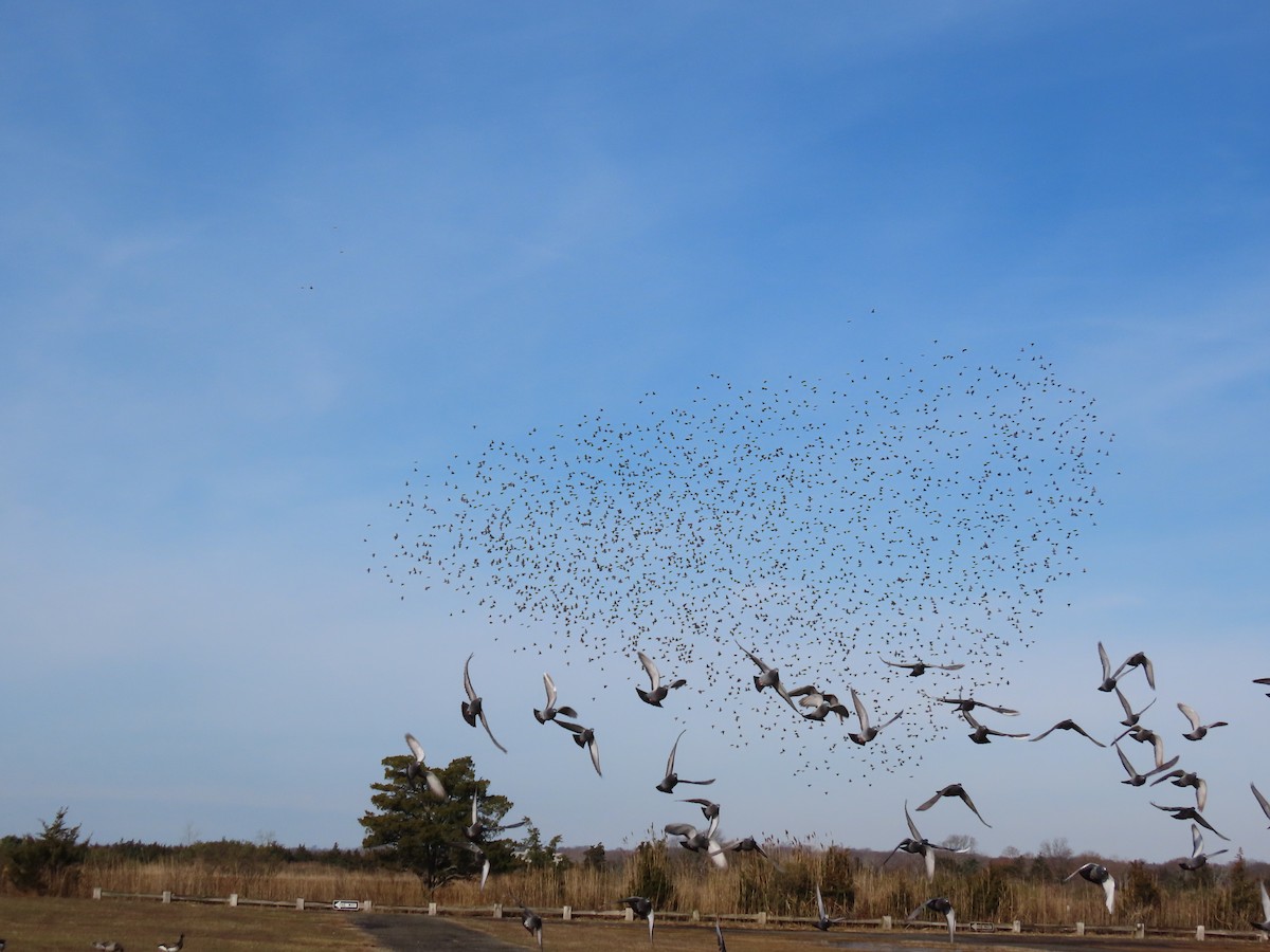 European Starling - ML646329758