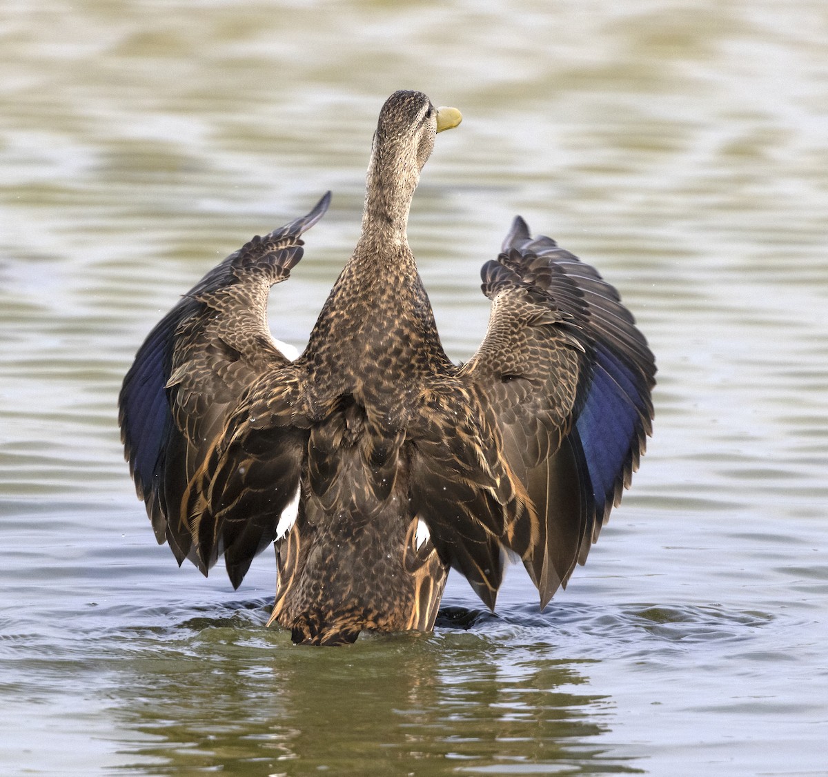 kachna pobřežní - ML646329760