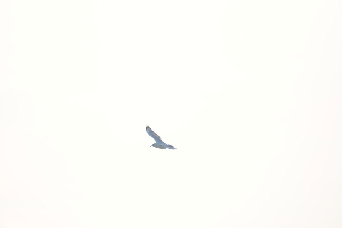 Brown-hooded Gull - ML646329762