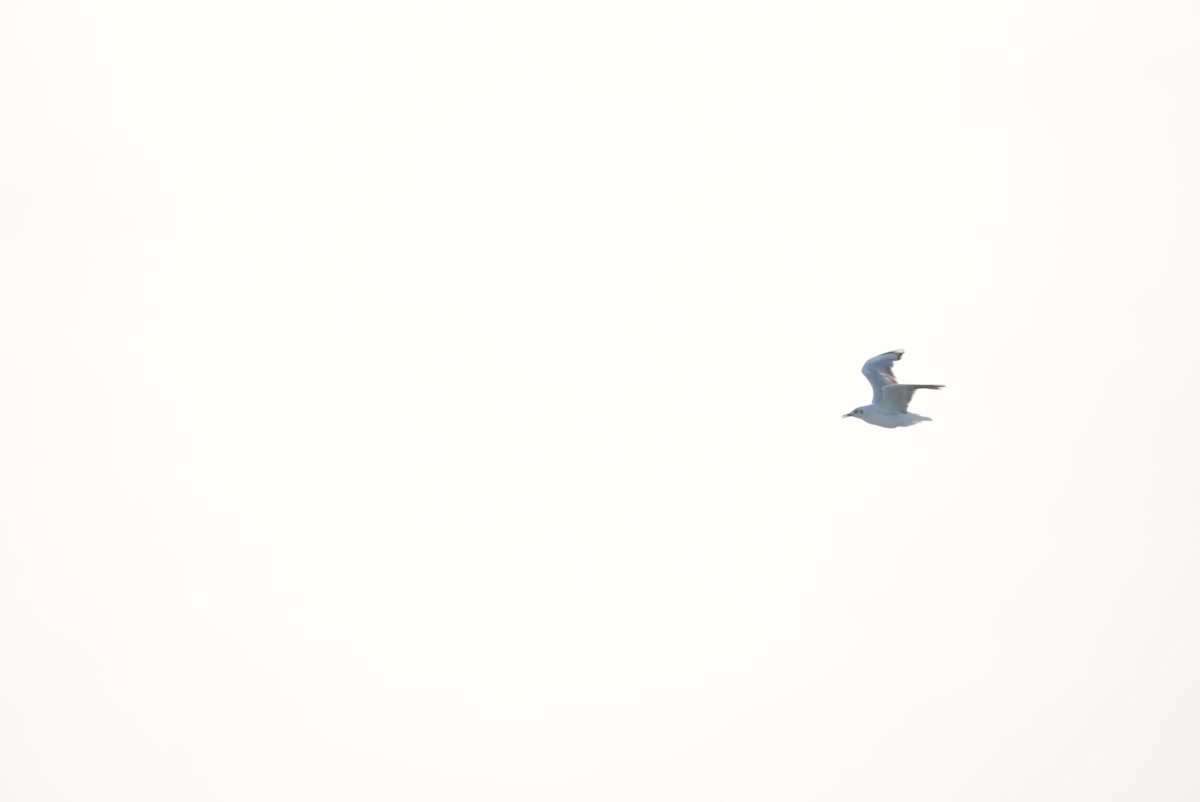 Brown-hooded Gull - ML646329763