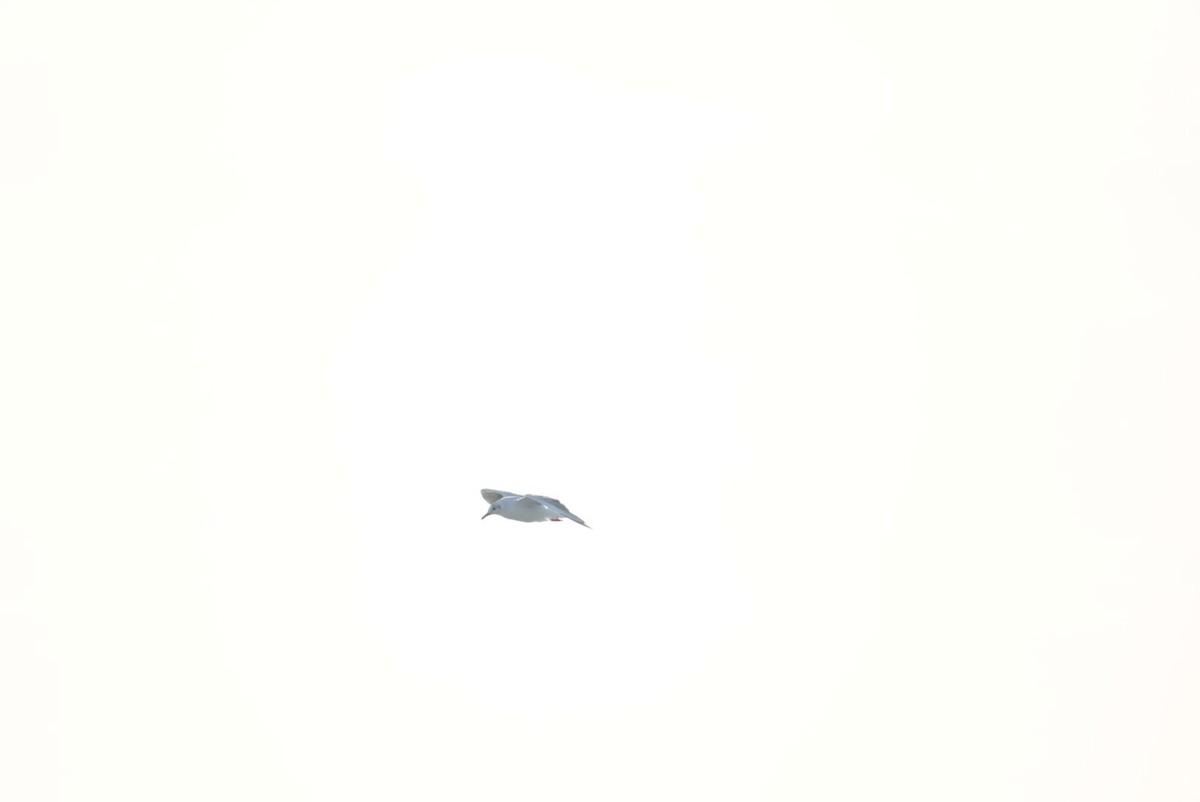 Brown-hooded Gull - ML646329764