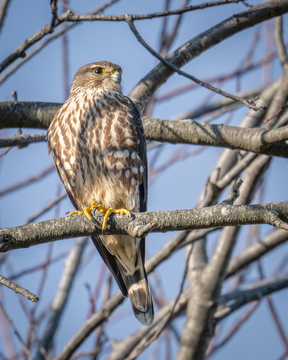 Merlin - ML646329766