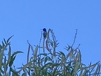 Costa's Hummingbird - ML646329768