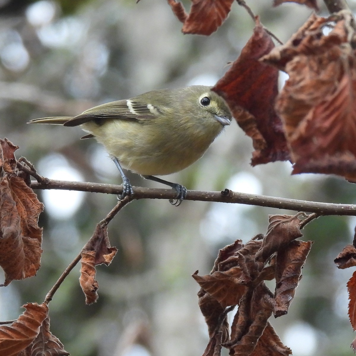 Hutton's Vireo - ML646329771