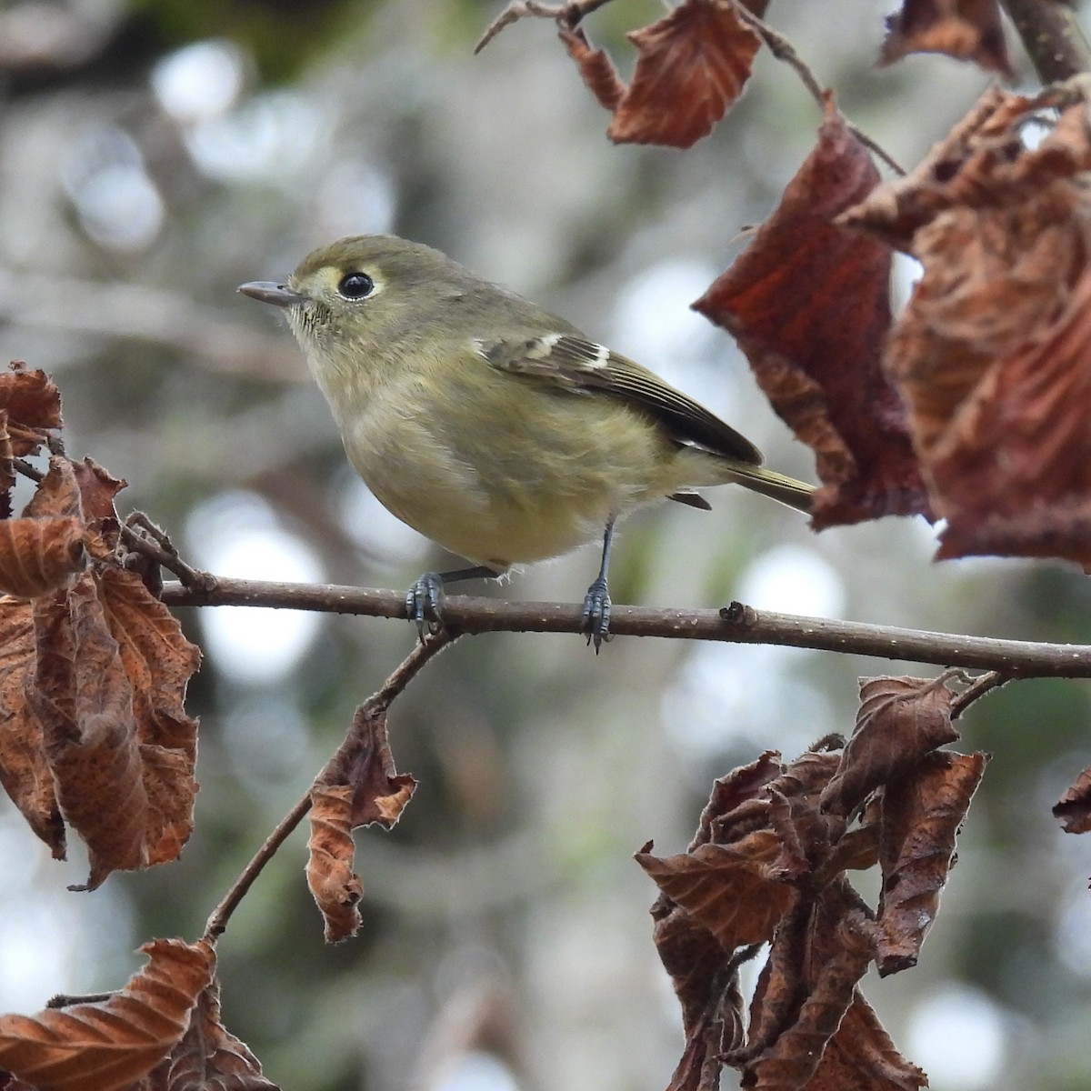 Hutton's Vireo - ML646329772