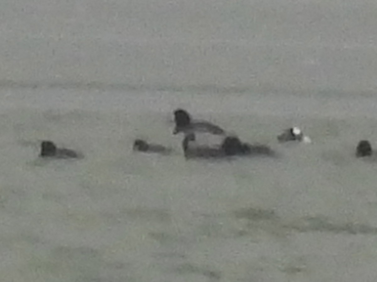 Greater Scaup - ML646329780