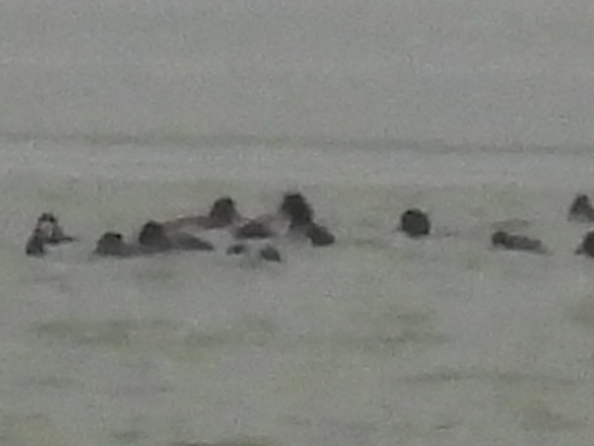 Greater Scaup - ML646329782