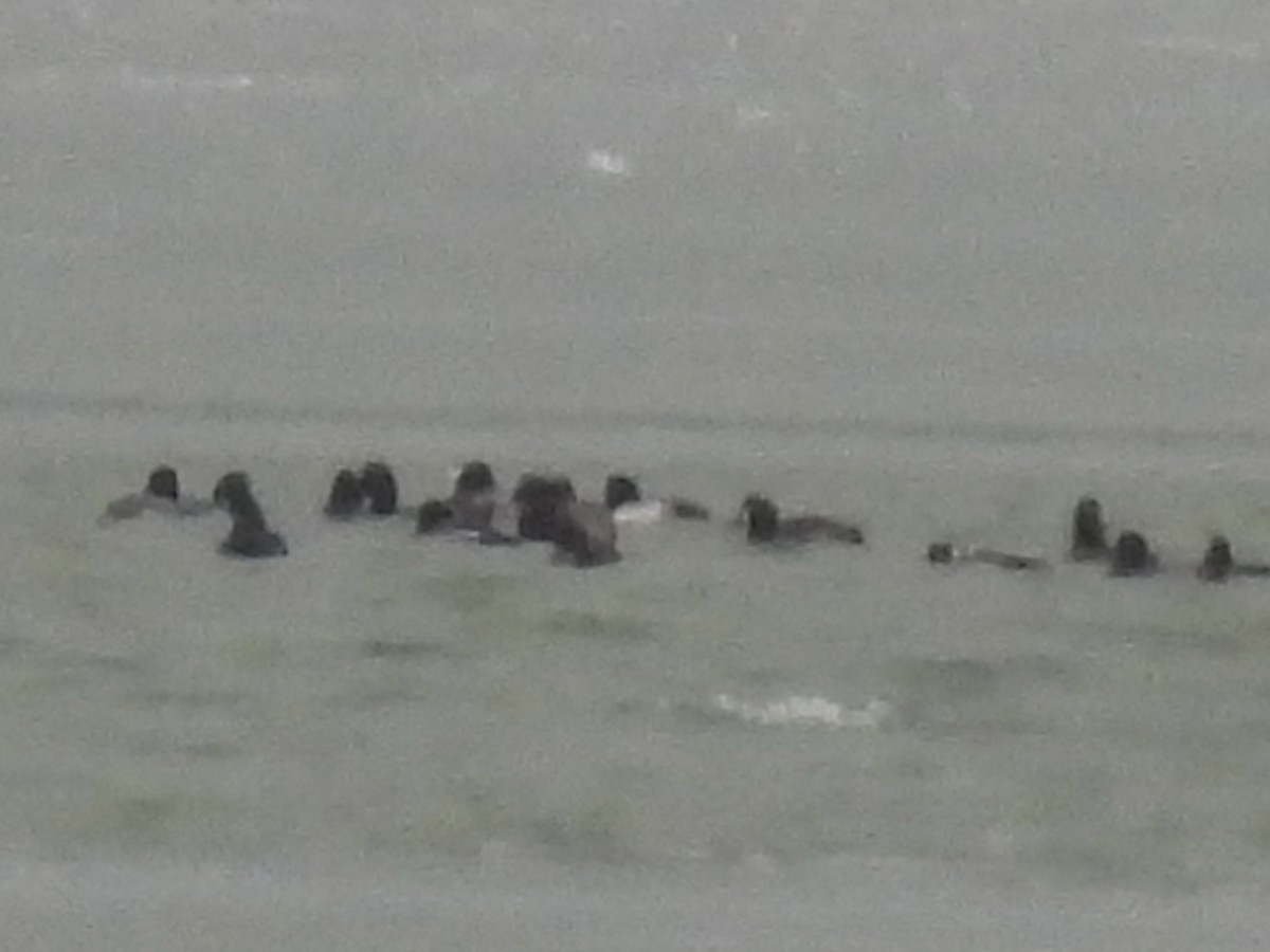 Greater Scaup - ML646329783
