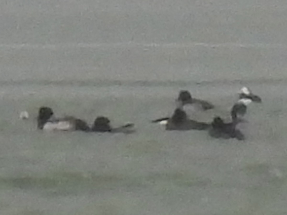 Greater Scaup - ML646329785