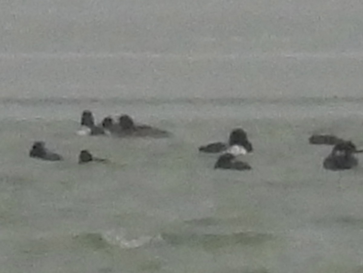 Greater Scaup - ML646329786
