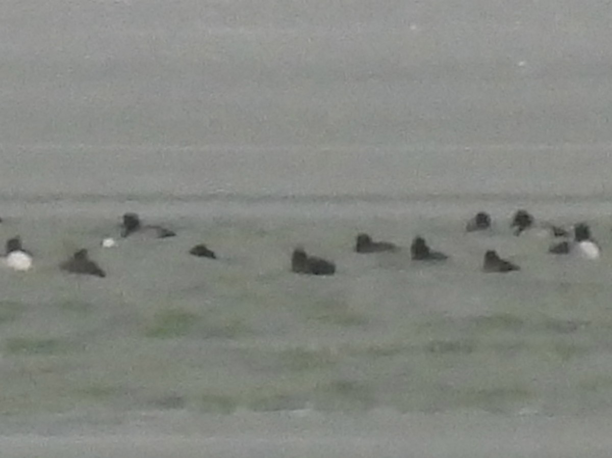 Greater Scaup - ML646329787
