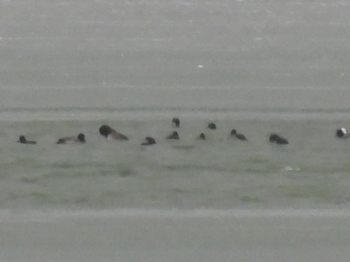 Greater Scaup - ML646329788