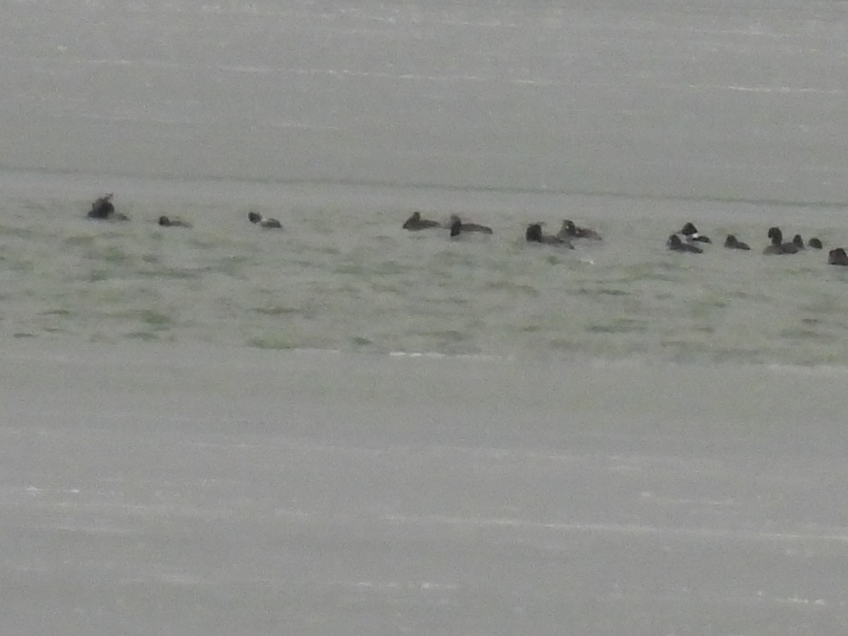 Greater Scaup - ML646329789