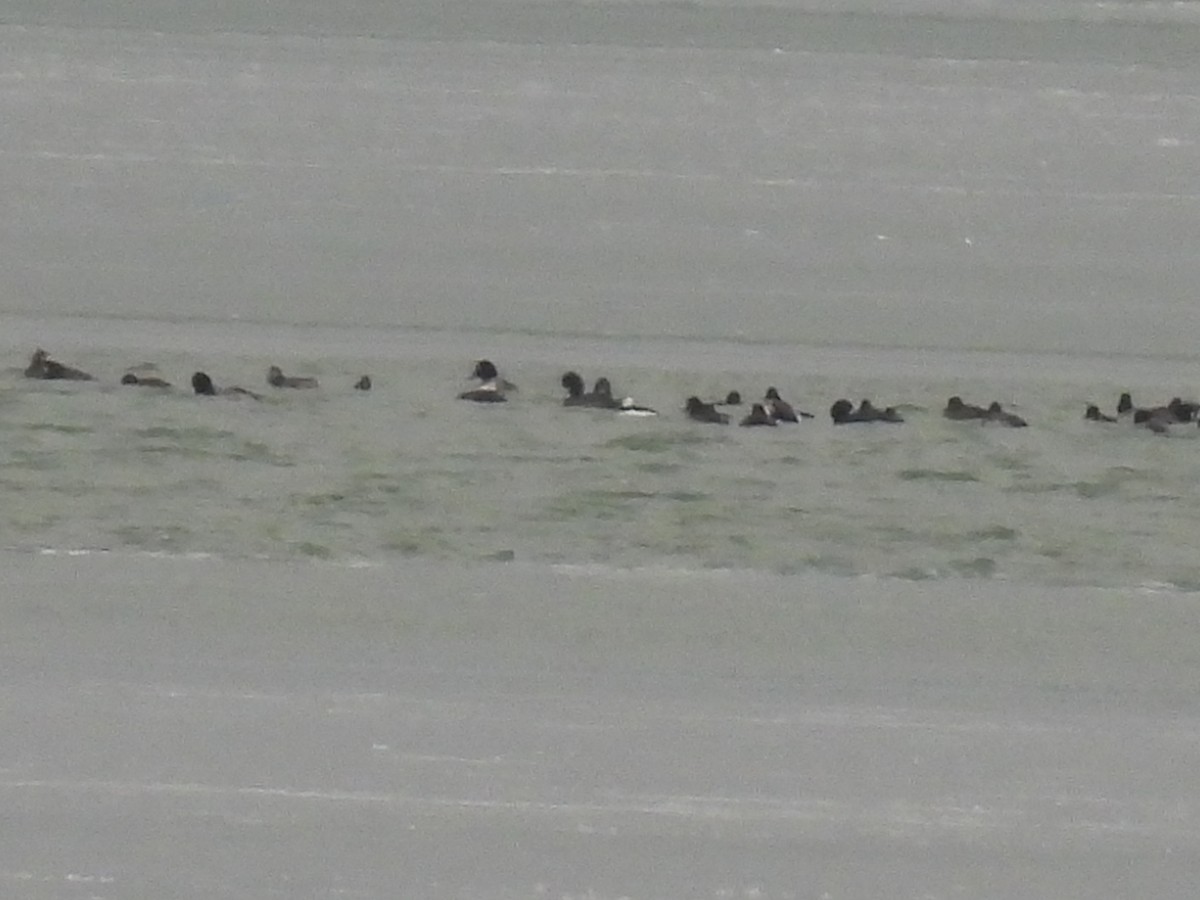 Greater Scaup - ML646329790