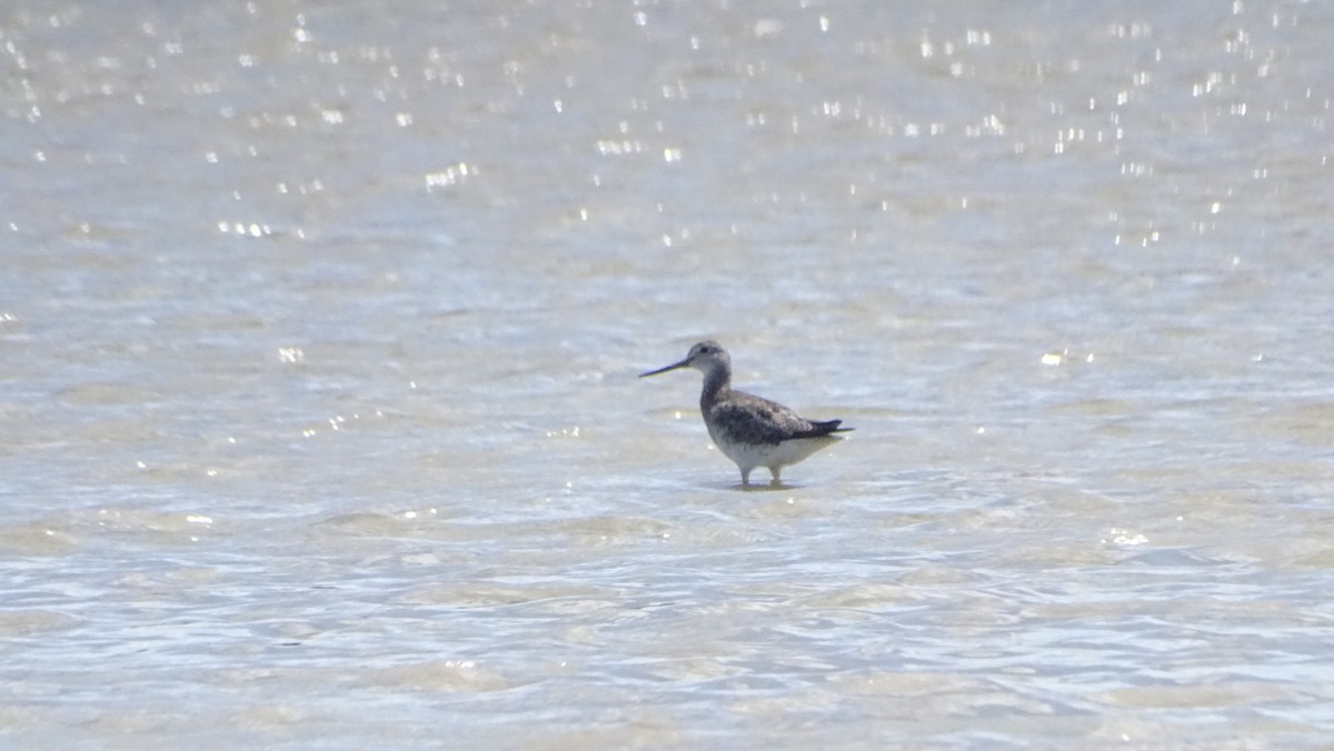 Greater Yellowlegs - ML646329792