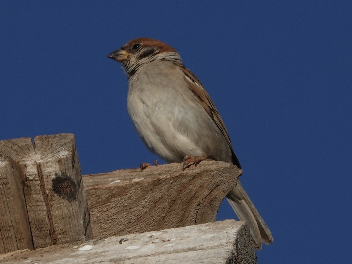 Gorrión Molinero - ML646329796