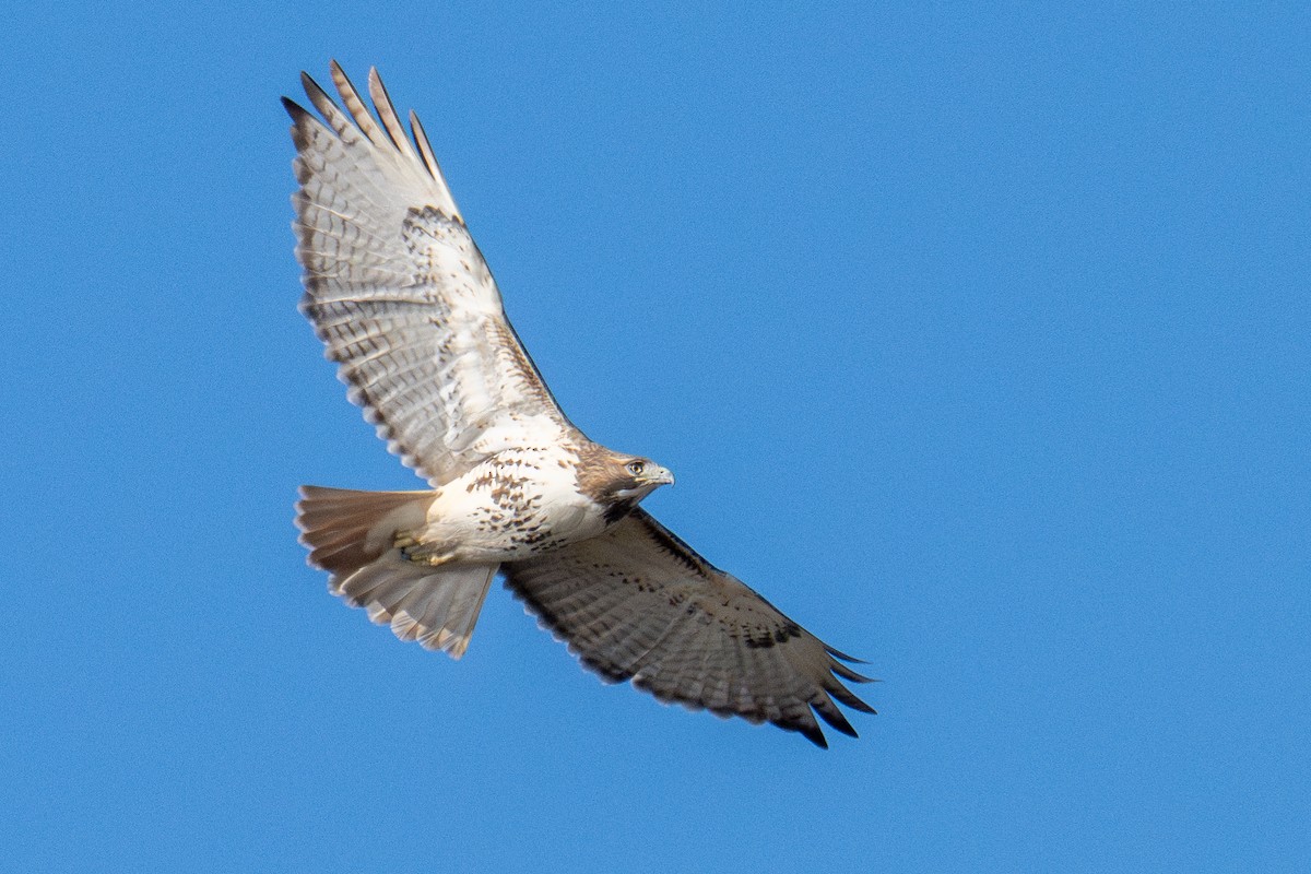 Red-tailed Hawk - ML646329797