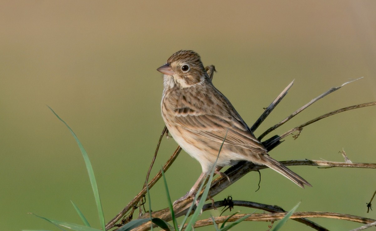 Vesper Sparrow - ML646329802