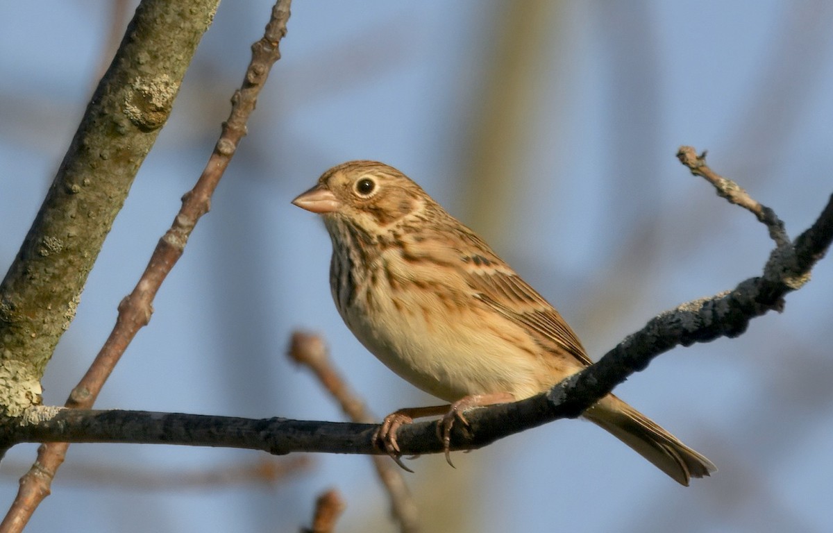 Vesper Sparrow - ML646329803