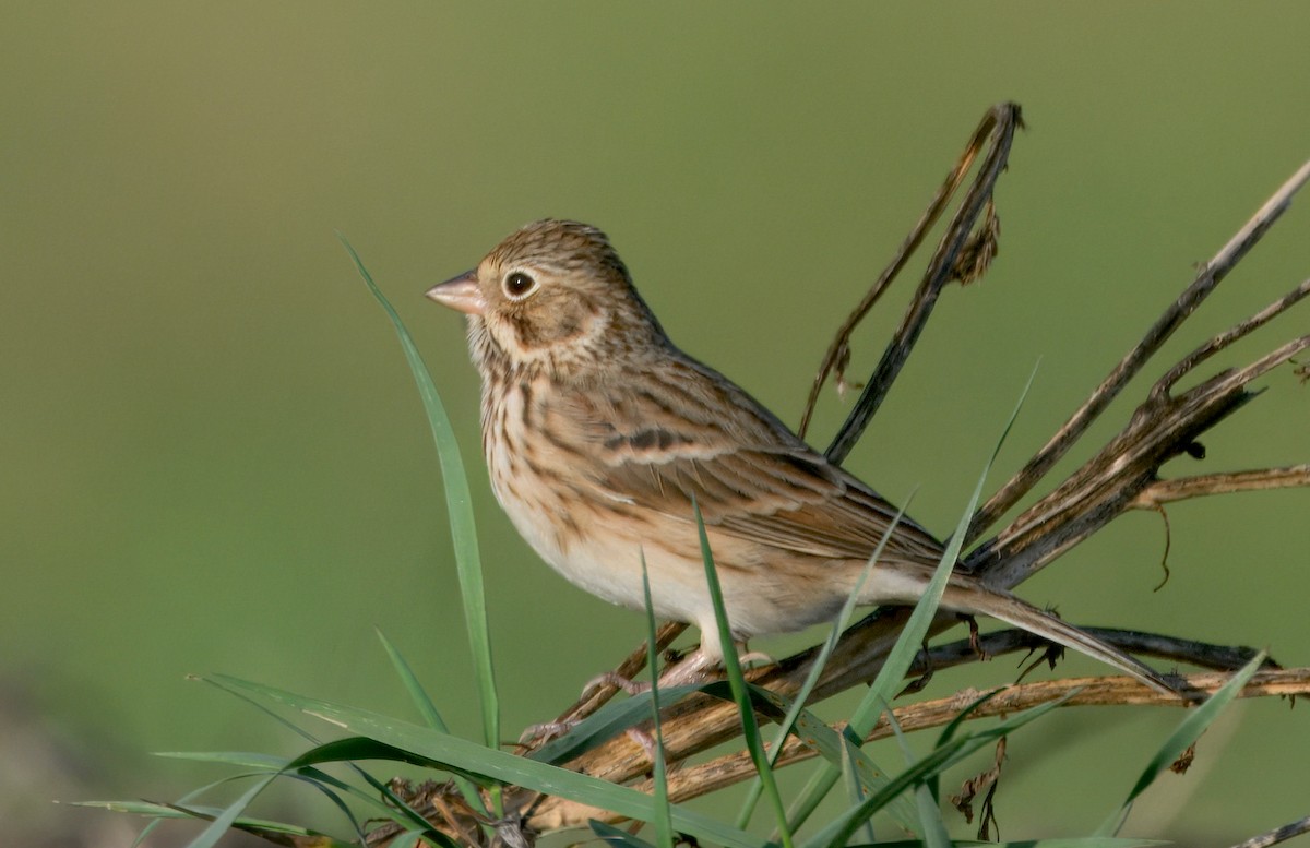 Vesper Sparrow - ML646329804