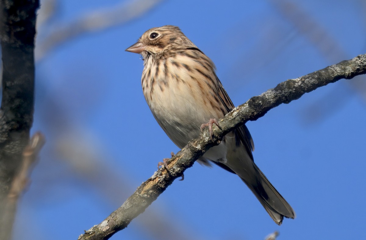 Vesper Sparrow - ML646329805