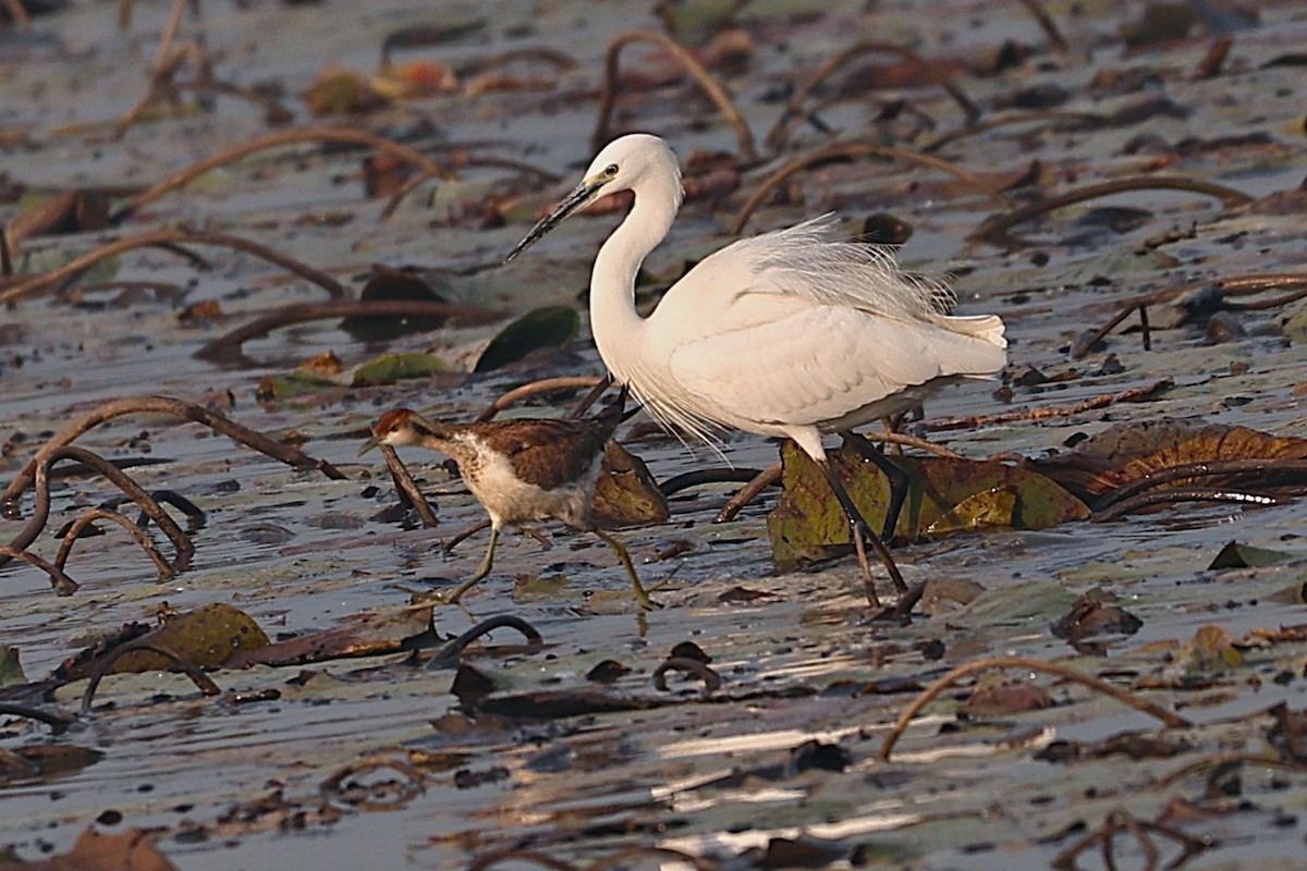 Sülün Kuyruklu Jakana - ML646329809