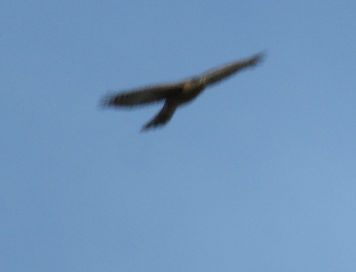 Merlin - ML646329810