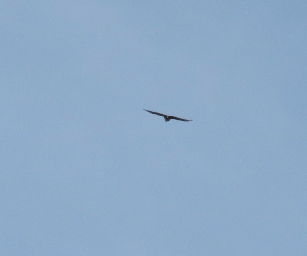 Merlin - ML646329811