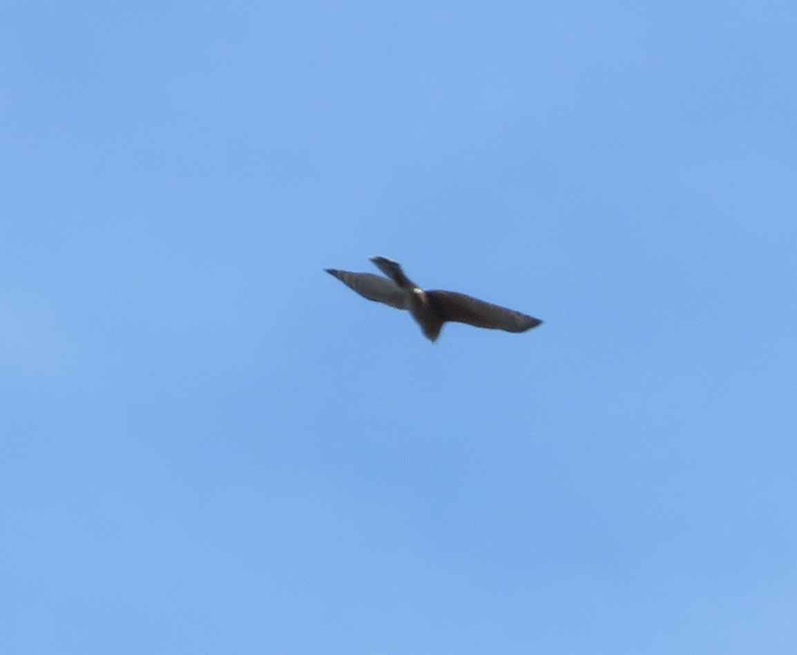 Merlin - ML646329812