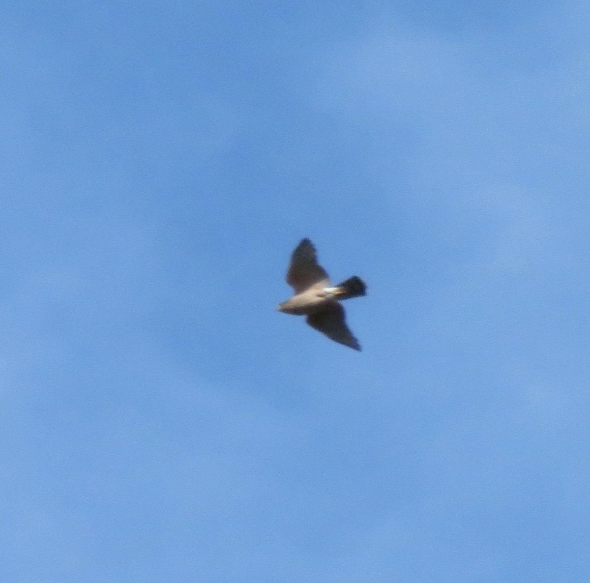 Merlin - ML646329813