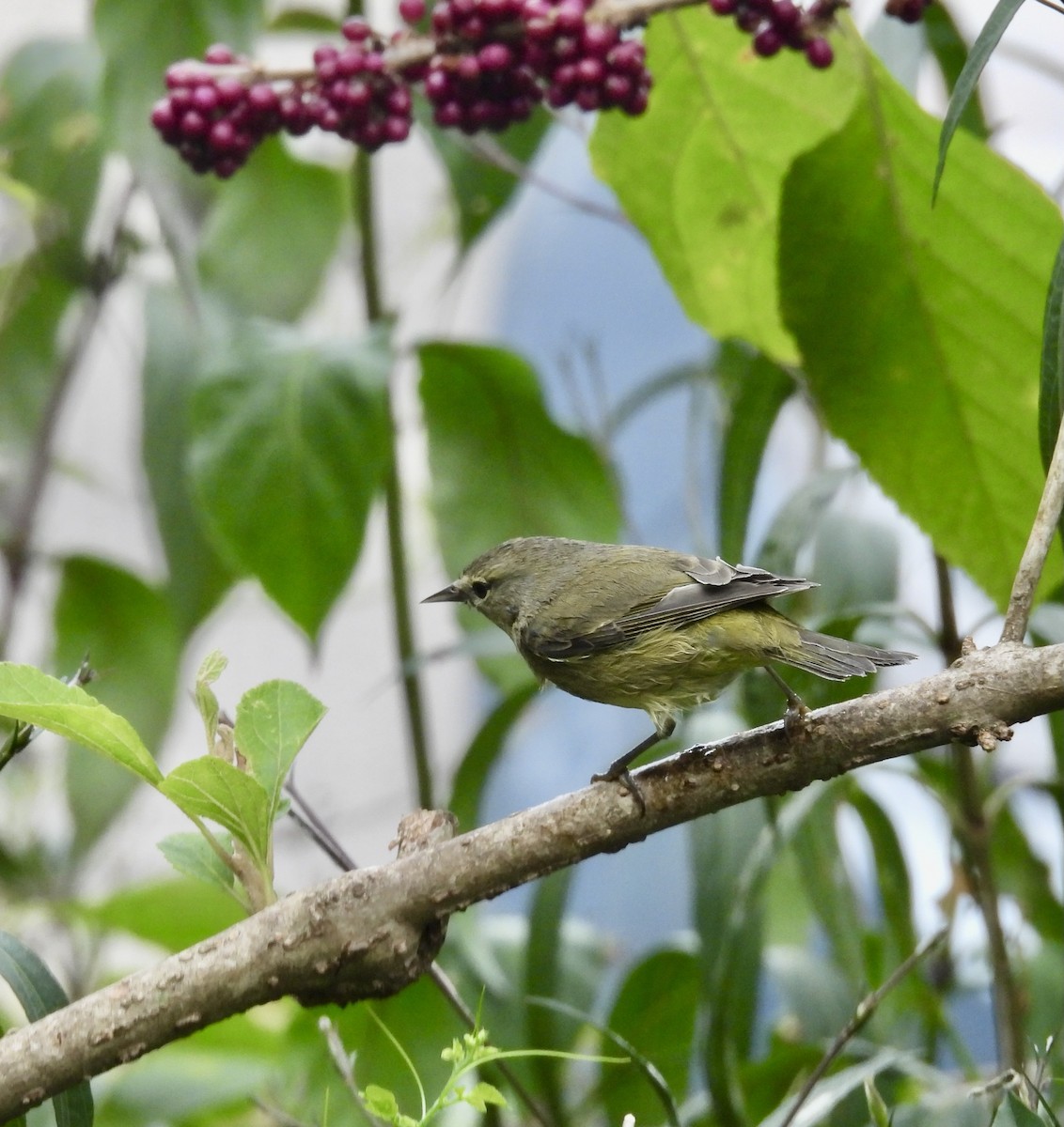 Orange-crowned Warbler - ML646329825