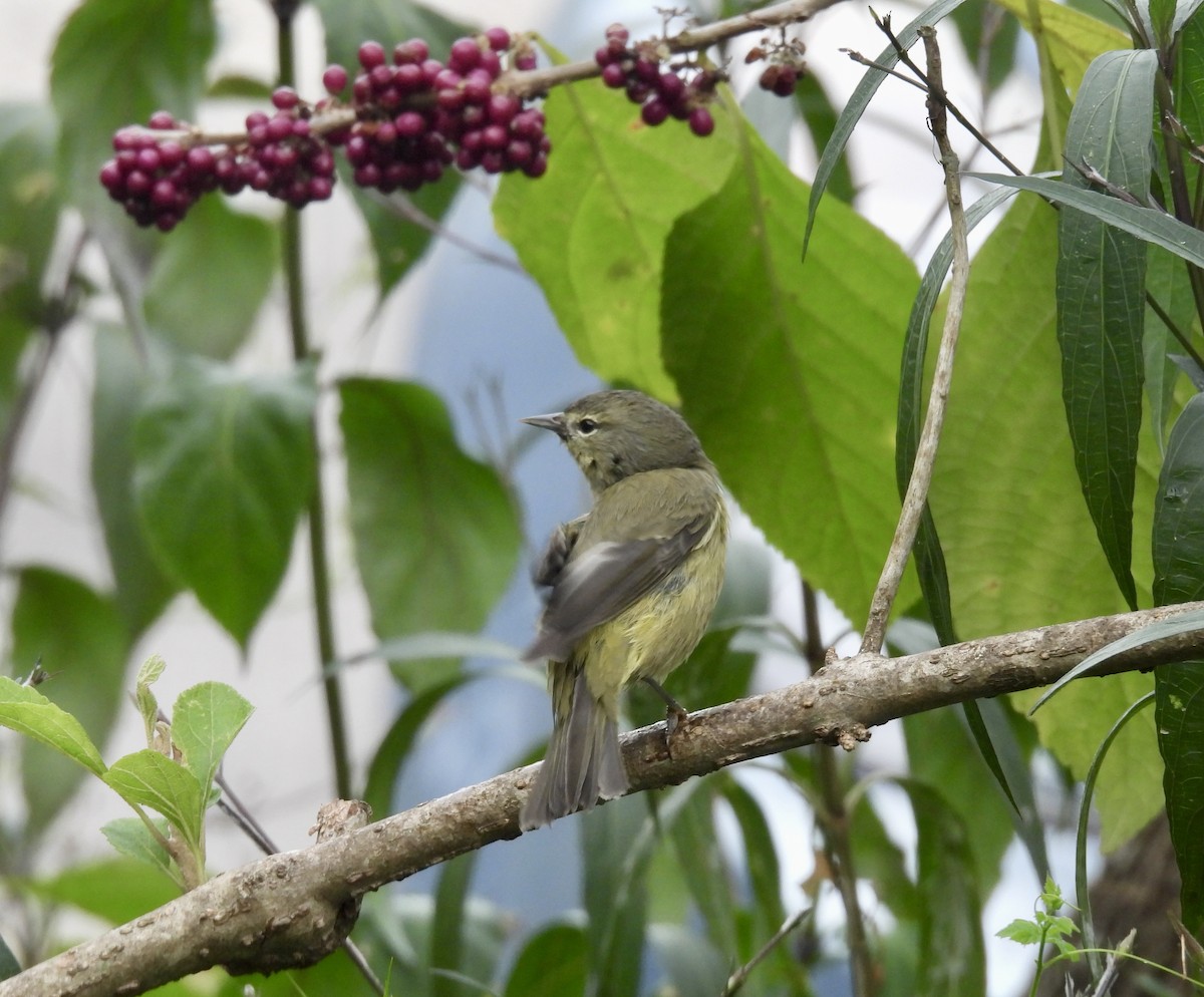 Orange-crowned Warbler - ML646329826