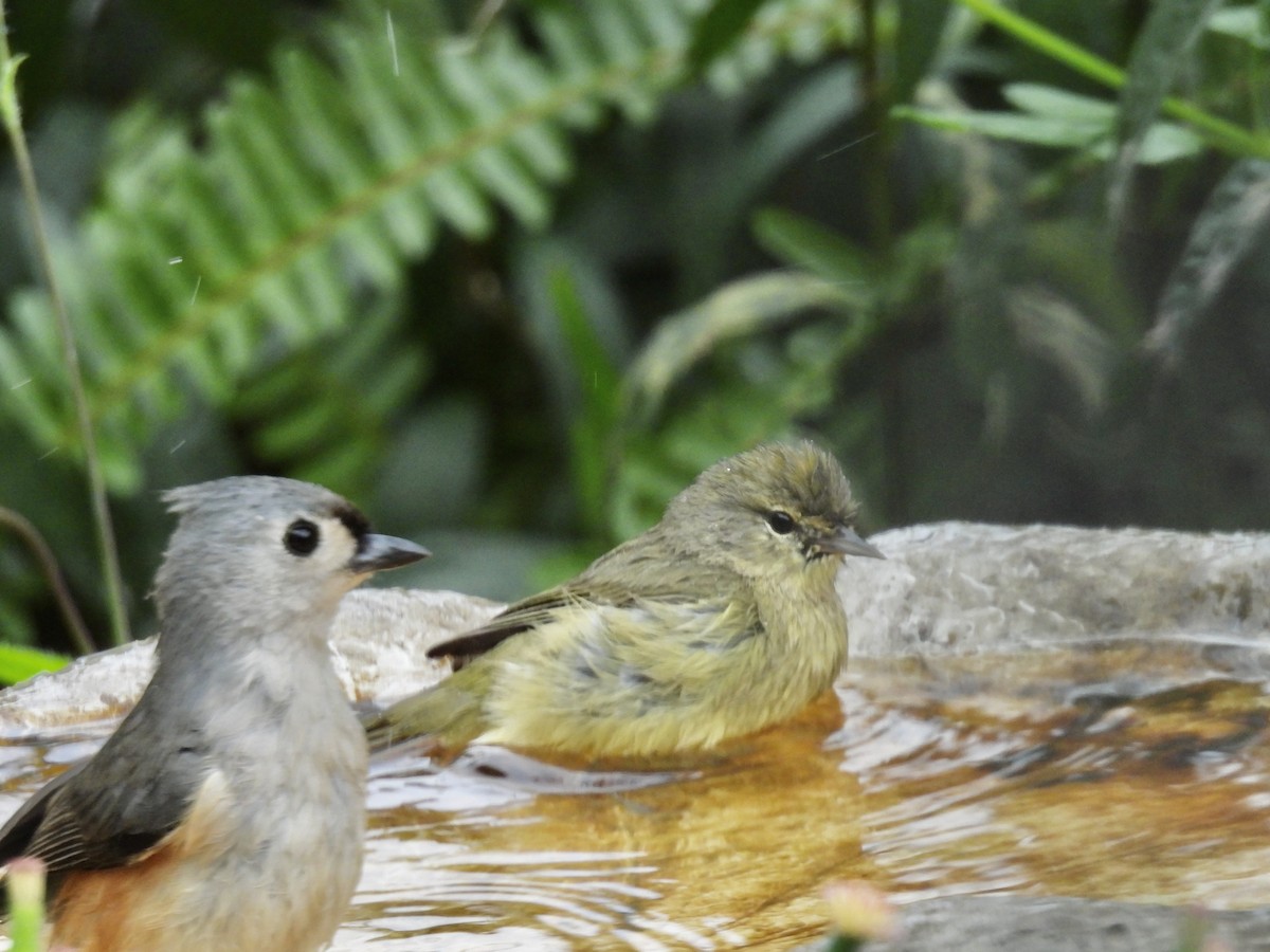 Orange-crowned Warbler - ML646329827