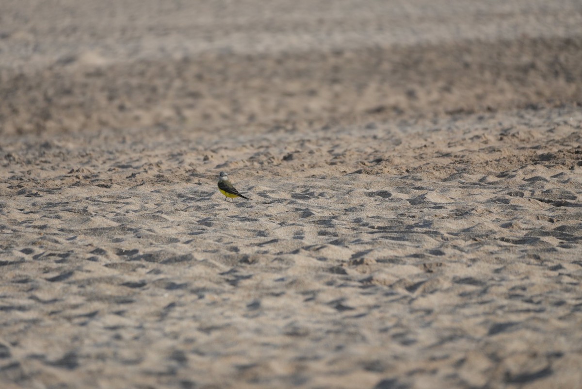 Tropical Kingbird - ML646329828